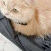 陳宮 あめ Cawaiiハイ！スクールリターンズ