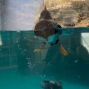 ヒメ日記 2025/10/11 21:33 投稿 ろあ 丸妻 新横浜店