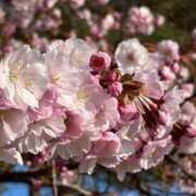 なつみ なつみだよ〜っ‼️ 池袋千姫