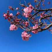 ヒメ日記 2026/04/17 12:03 投稿 なつみ 池袋千姫