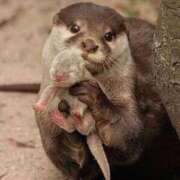 ヒメ日記 2026/01/18 16:26 投稿 ちか ぽちゃらん神栖店