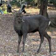 しおり 勤労感謝の日🇯🇵 京都人妻デリヘル倶楽部