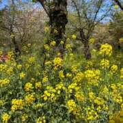 ヒメ日記 2026/04/19 14:09 投稿 しおり 京都人妻デリヘル倶楽部