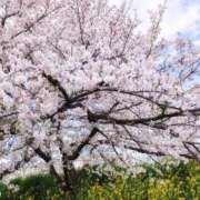 ヒメ日記 2025/04/11 14:51 投稿 かえで ハンドキャンパス新宿