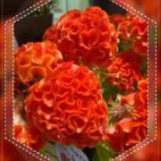 ヒメ日記 2025/11/04 11:05 投稿 蘭 池袋夢幻