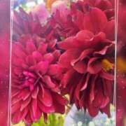 ヒメ日記 2025/11/08 15:25 投稿 蘭 池袋夢幻