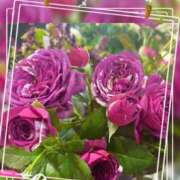 ヒメ日記 2026/01/07 17:55 投稿 蘭 池袋夢幻