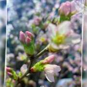 蘭 おはようございます！ 池袋夢幻