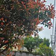 ヒメ日記 2025/03/31 11:01 投稿 りりか ぽちゃ巨乳専門　新大久保・新宿歌舞伎町ちゃんこ