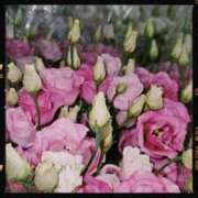 ヒメ日記 2025/08/20 13:47 投稿 りりか ぽちゃ巨乳専門　新大久保・新宿歌舞伎町ちゃんこ