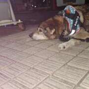 ヒメ日記 2025/11/21 13:01 投稿 りりか ぽちゃ巨乳専門　新大久保・新宿歌舞伎町ちゃんこ