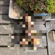 ヒメ日記 2025/12/06 15:01 投稿 りりか ぽちゃ巨乳専門　新大久保・新宿歌舞伎町ちゃんこ