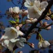 ヒメ日記 2025/04/08 08:56 投稿 あんり 脱がされたい人妻 町田・相模原店