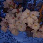 ヒメ日記 2025/04/09 08:37 投稿 あんり 脱がされたい人妻 町田・相模原店