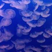 ヒメ日記 2025/10/19 23:40 投稿 あんり 脱がされたい人妻 町田・相模原店