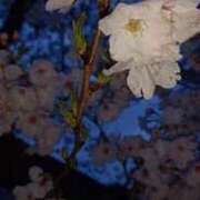 ヒメ日記 2026/03/13 08:31 投稿 あんり 脱がされたい人妻 町田・相模原店