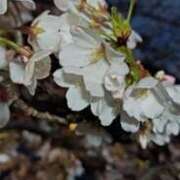 ヒメ日記 2026/03/18 22:15 投稿 あんり 脱がされたい人妻 町田・相模原店