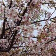 ヒメ日記 2026/03/29 18:52 投稿 あんり 脱がされたい人妻 町田・相模原店