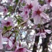 ヒメ日記 2026/04/05 16:30 投稿 あんり 脱がされたい人妻 町田・相模原店