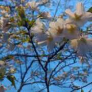 ヒメ日記 2026/04/08 08:26 投稿 あんり 脱がされたい人妻 町田・相模原店