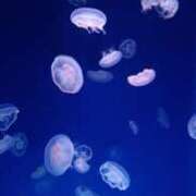 ヒメ日記 2026/04/19 16:00 投稿 あんり 脱がされたい人妻 町田・相模原店