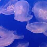 ヒメ日記 2026/04/27 21:31 投稿 あんり 脱がされたい人妻 町田・相模原店