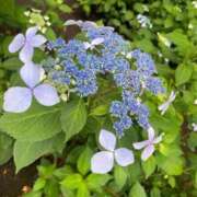 ヒメ日記 2025/06/21 01:43 投稿 綾瀬 人妻楼 木更津店