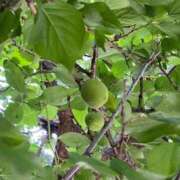 ヒメ日記 2025/05/08 12:04 投稿 三原 人妻楼 木更津店