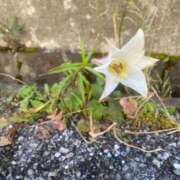 ヒメ日記 2025/12/24 13:30 投稿 三原 人妻楼 木更津店