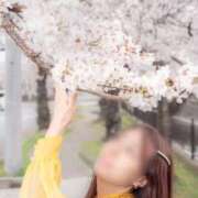 ヒメ日記 2025/04/15 12:03 投稿 菫　すみれ シャトールーブル