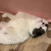 ヒメ日記 2025/12/31 12:37 投稿 COCONA【ここな】 ViVi-ヴィヴィ-(金津園)