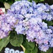 ヒメ日記 2025/05/12 14:00 投稿 そら チューリップ姫路店