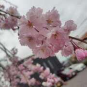 ヒメ日記 2025/04/01 14:24 投稿 あん 熟女の風俗最終章 新潟店