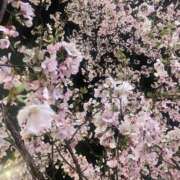 ヒメ日記 2025/04/11 19:25 投稿 霧島　れんか アロマキュアシス 吉祥寺