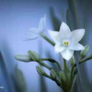 ヒメ日記 2025/12/18 23:54 投稿 霧島　れんか アロマキュアシス