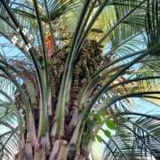 ヒメ日記 2025/07/20 09:19 投稿 ゆう 池袋千姫