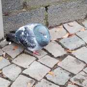 ヒメ日記 2025/10/16 15:27 投稿 ゆう 池袋千姫