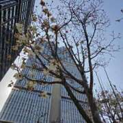 ヒメ日記 2026/03/24 10:57 投稿 ゆう 池袋千姫