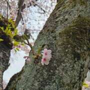 ヒメ日記 2026/04/01 22:17 投稿 ゆう 池袋千姫