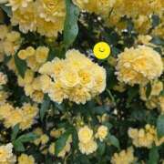 ヒメ日記 2026/04/30 12:58 投稿 ゆう 池袋千姫