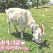 ヒメ日記 2025/09/08 08:29 投稿 あや ぽちゃカワイイ！