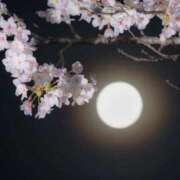 ふゆつき 満月と夜桜🌸 熟女の風俗最終章 相模原店