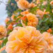 ふゆつき バラを贈る本数🌹 熟女の風俗最終章 相模原店
