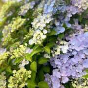 ヒメ日記 2025/05/28 17:01 投稿 ふゆつき 熟女の風俗最終章 町田店