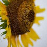 ヒメ日記 2025/08/20 12:24 投稿 ふゆつき 熟女の風俗最終章 町田店