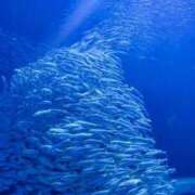 ヒメ日記 2026/01/09 14:50 投稿 ふゆつき 熟女の風俗最終章 町田店