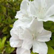 ヒメ日記 2026/04/16 07:40 投稿 ふゆつき 熟女の風俗最終章 町田店