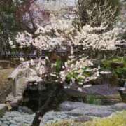 ゆみ 湯島天神⛩️梅の花✨祭り ニュー桃山