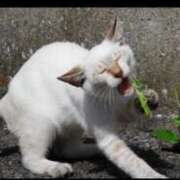 ヒメ日記 2025/05/29 21:23 投稿 あまね 花火-hanabi-(すすきの)