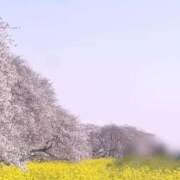 ヒメ日記 2025/04/07 20:08 投稿 るい 群馬渋川水沢ちゃんこ